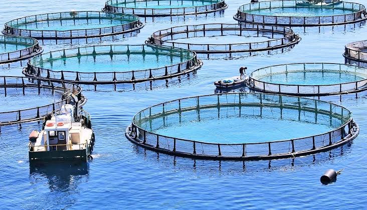Sultan Rashid Abdullah Rashid Al Shene — aquaculture pens — Al Shene Marine Holding