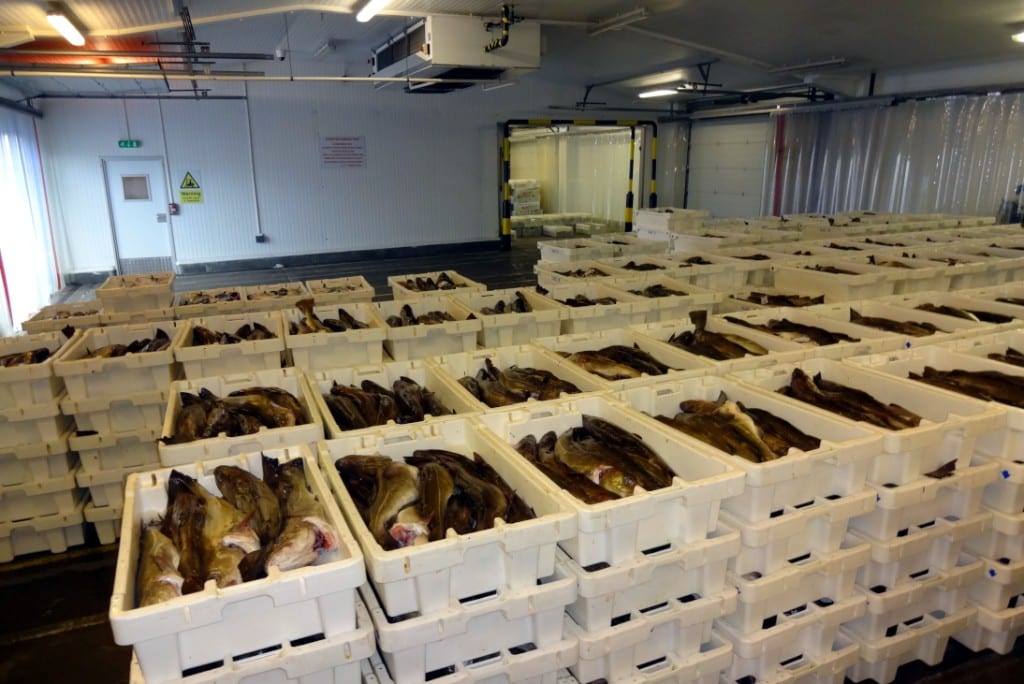 Sultan Rashid Abdullah Rashid Al Shene — Al Shene Marine Holding — coldstore crates of fresh catch