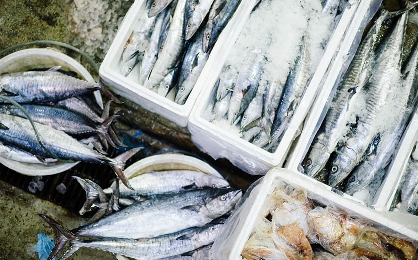 Sultan Rashid Abdullah Rashid Al Shene — Al Shene Marine Holding — iced catch