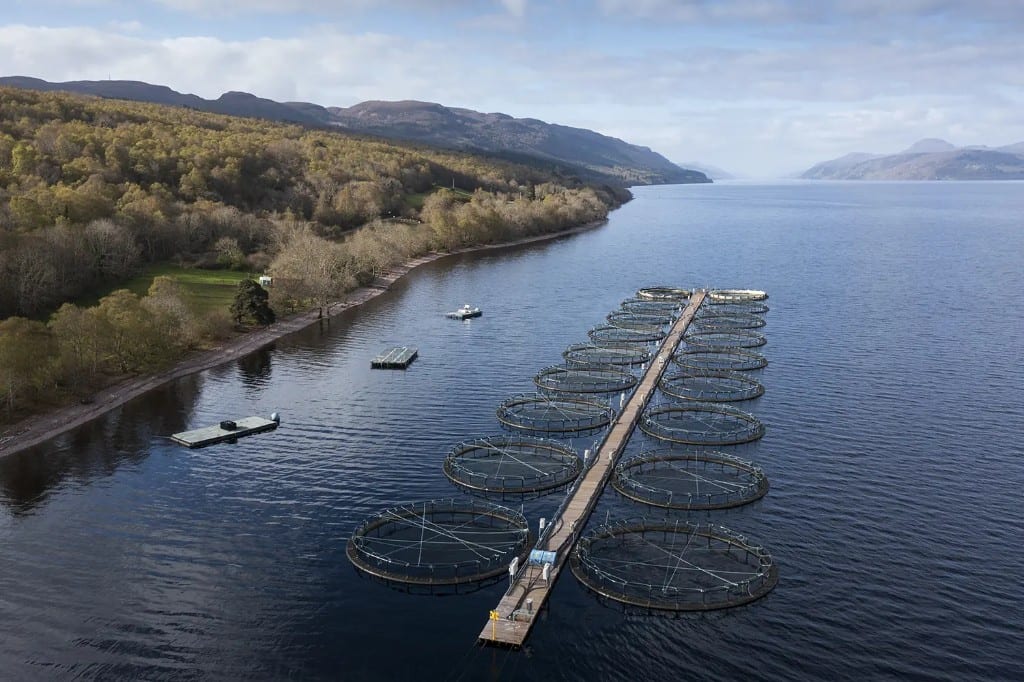 Sultan Rashid Abdullah Rashid Al Shene — Al Shene Marine Holding — loch aquaculture