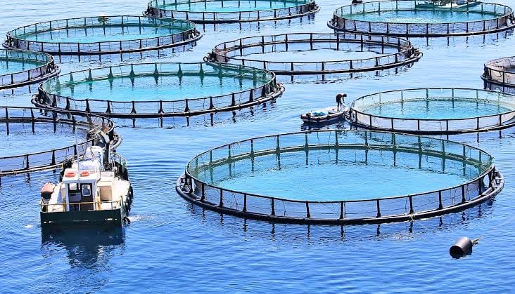 Sultan Rashid Abdullah Rashid Al Shene — Al Shene Marine Holding — offshore aquaculture cages